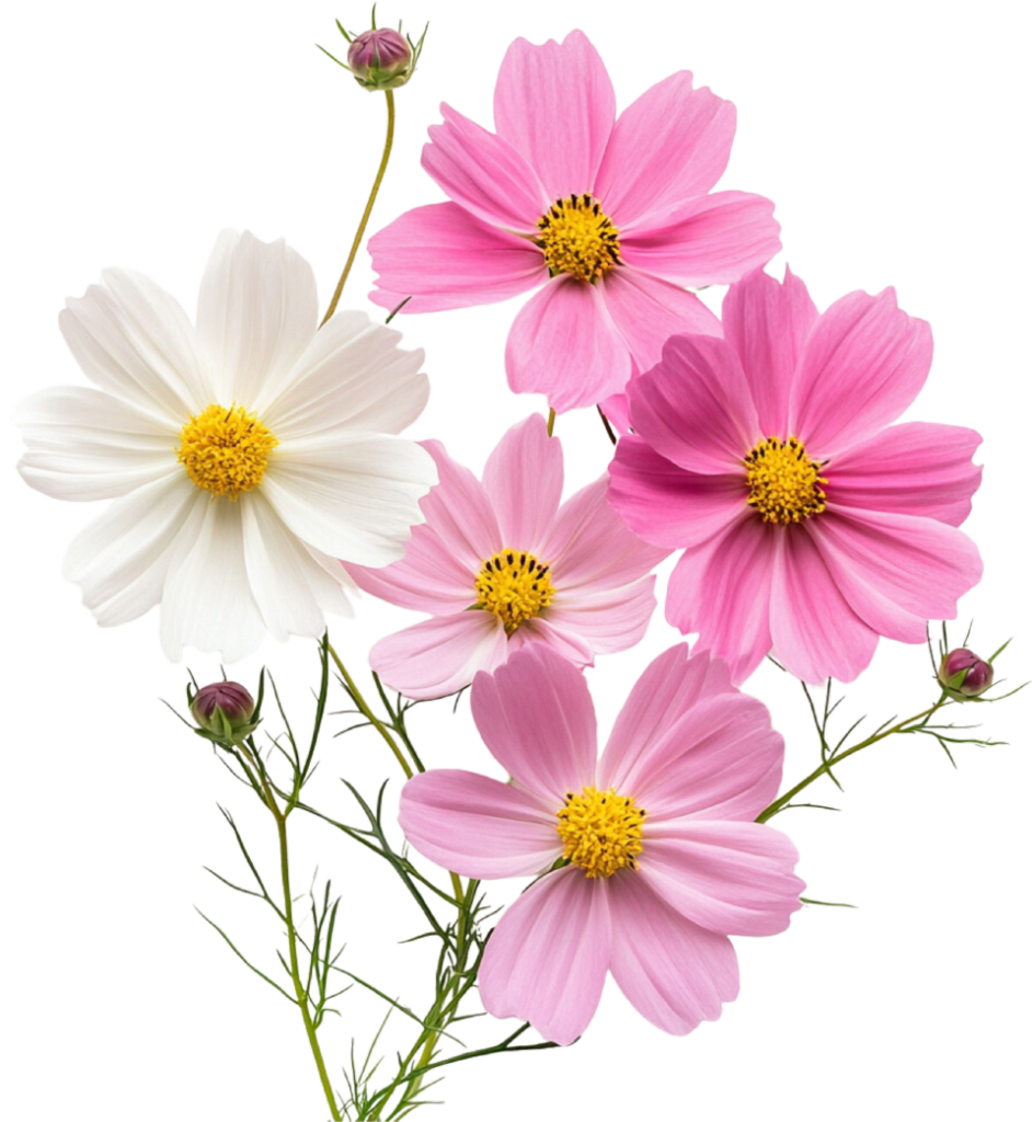 Cluster of pink and white cosmos flowers with yellow centers and green stems with buds
